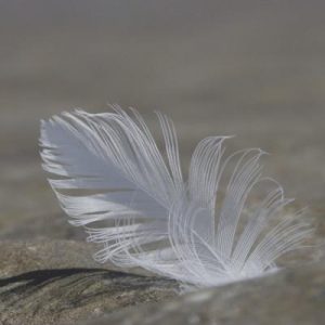 Petite plume blanche