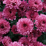 Chrysanthèmes