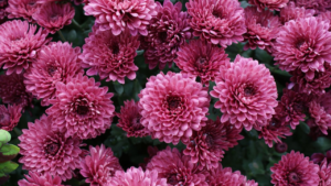 Chrysanthèmes