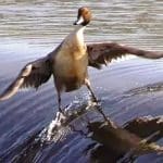 Canard surfant sur une vague