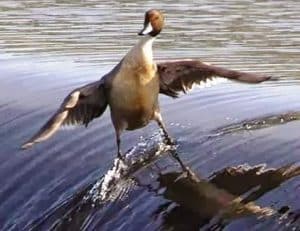 Canard surfant sur une vague