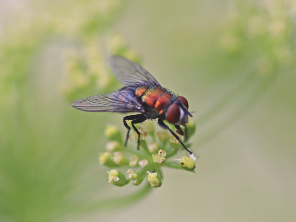 Une mouche est posée sur une fleur.