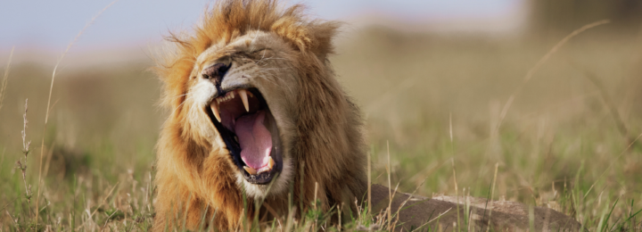 Un lion allongé rugit.