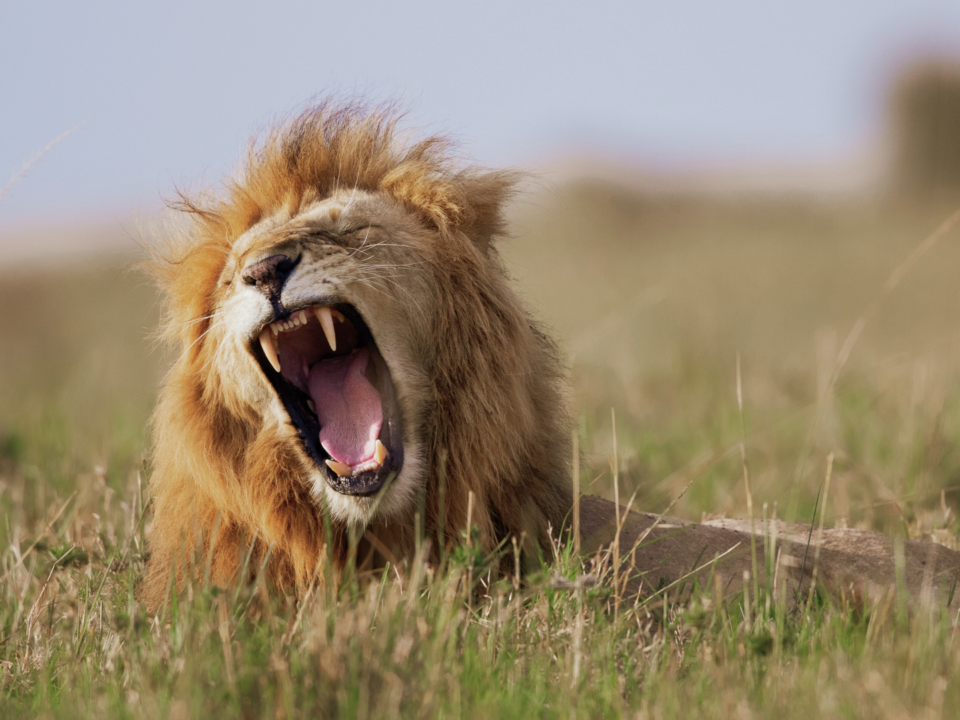Un lion allongé rugit.