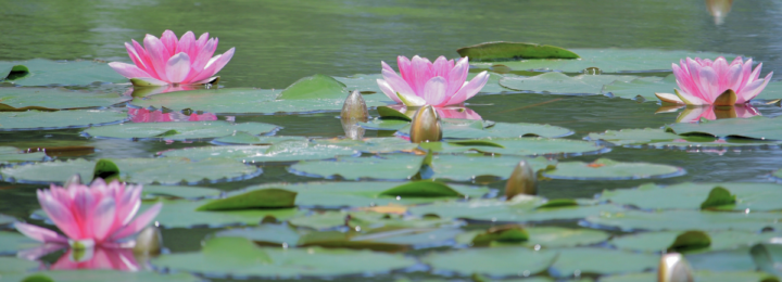 Des nénuphars en fleurs sur un lac.
