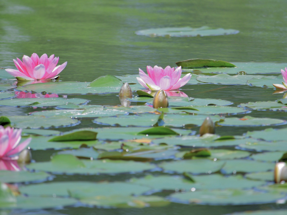 Des nénuphars en fleurs sur un lac.