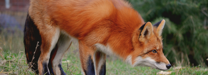 Un renard observe attentivement.
