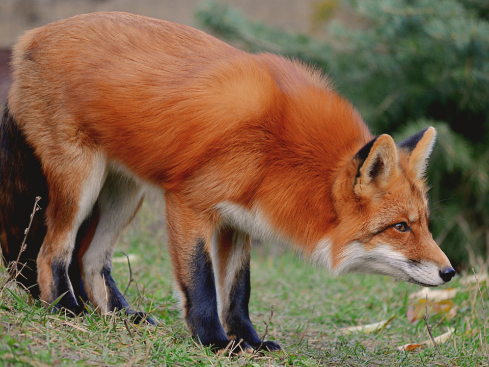 Un renard observe attentivement.